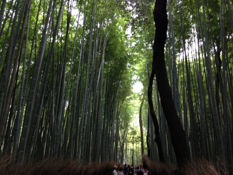 スマホで撮った竹林の写真